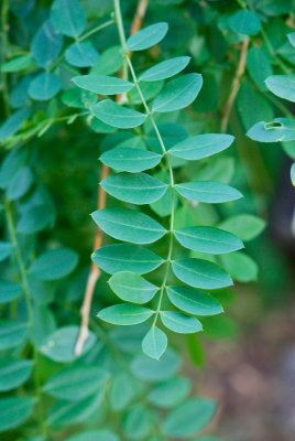 Sophora japonica 'Pendula' - jerlín japonský - list